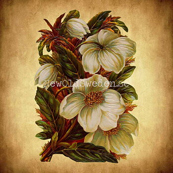 White Flowers 11.5x16.5 cm - Bokmärke © Ernst Freihoff 5059