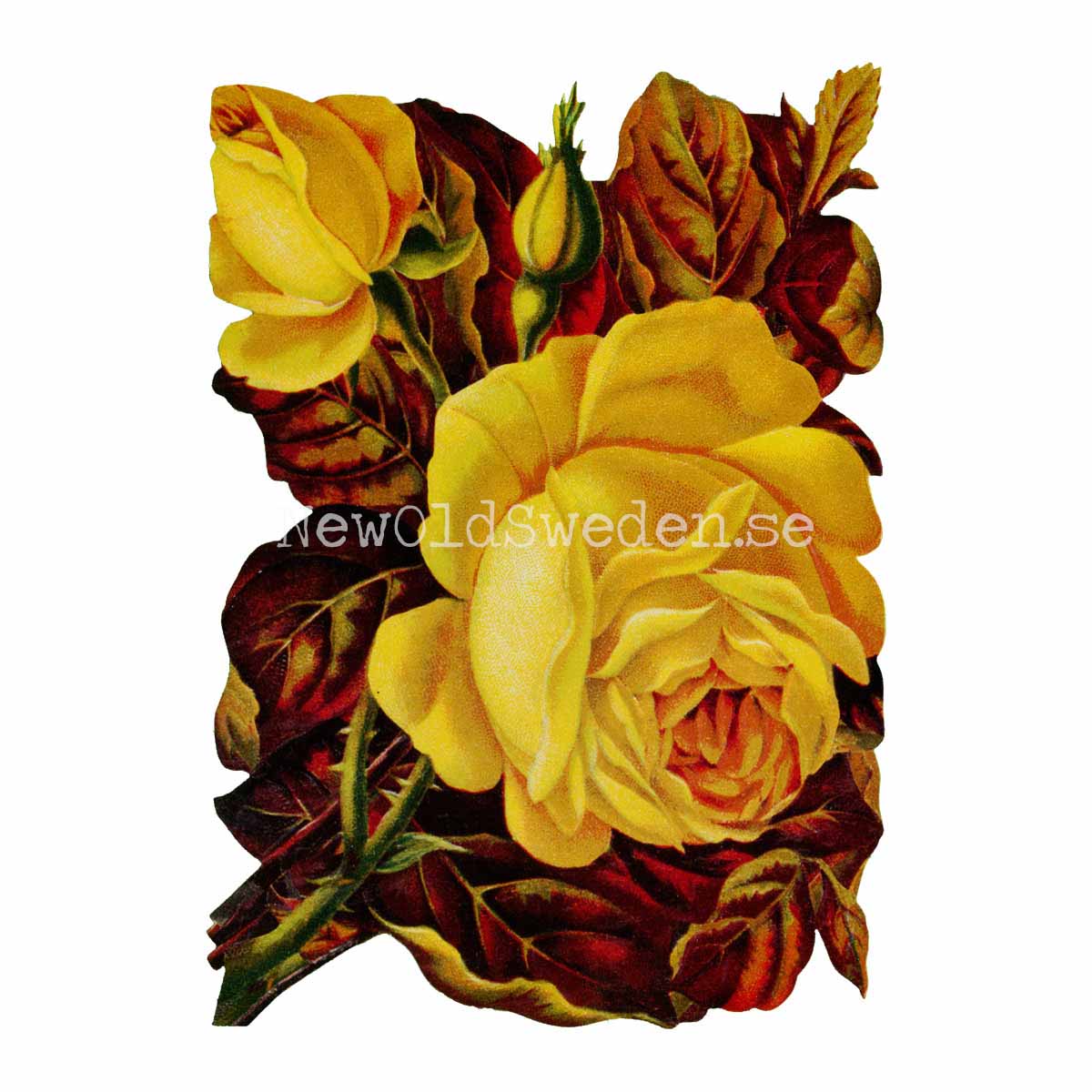 Yellow Roses 11.5x16 cm - Bokmärke © Ernst Freihoff 5072 - 3