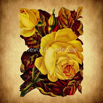 Yellow Roses 11.5x16 cm - Bokmärke © Ernst Freihoff 5072