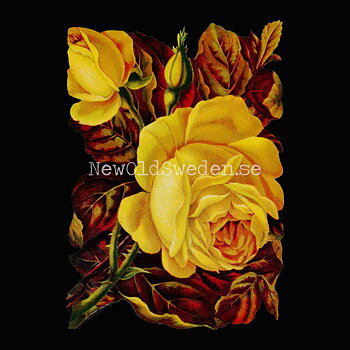 Yellow Roses 11.5x16 cm - Bokmärke © Ernst Freihoff 5072