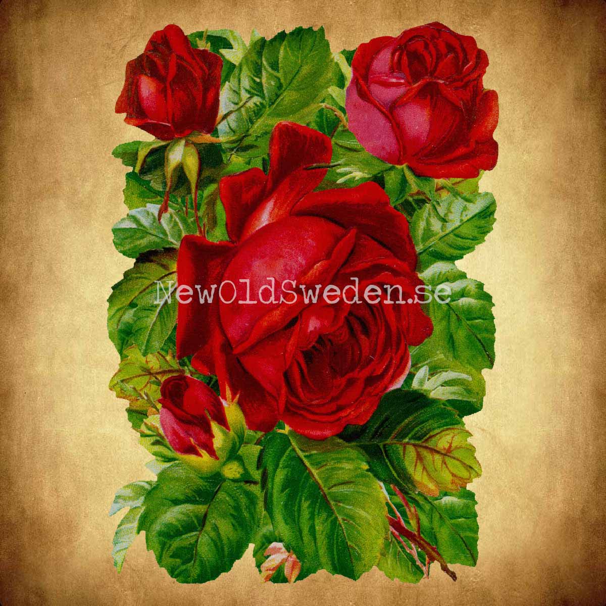 Red Roses 11.5x16.5 cm - Bokmärke © Ernst Freihoff 5103 - 2