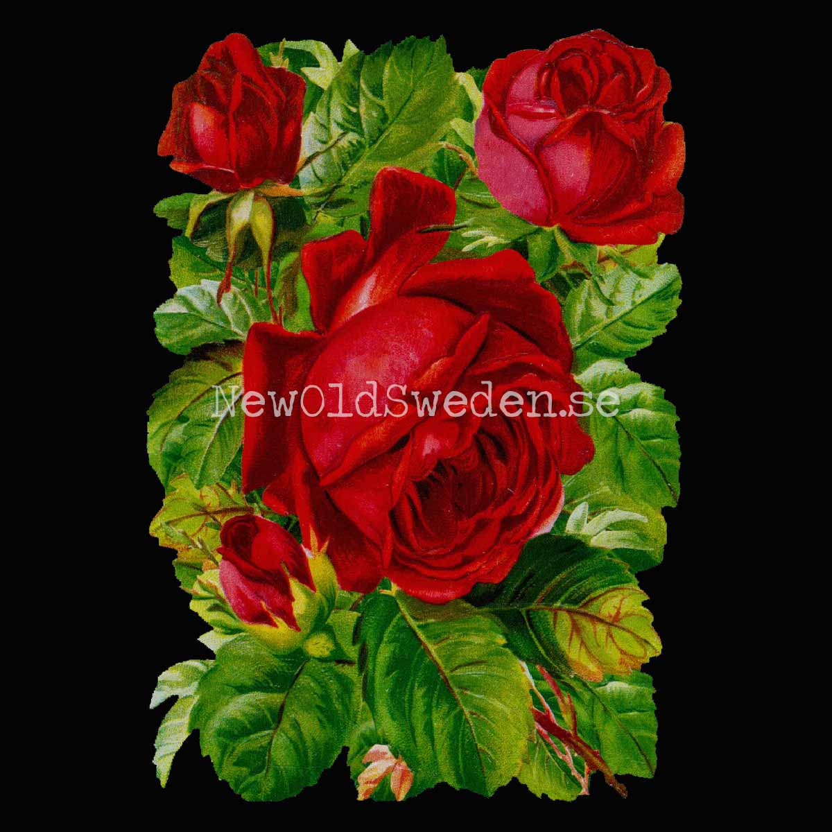 Red Roses 11.5x16.5 cm - Bokmärke © Ernst Freihoff 5103
