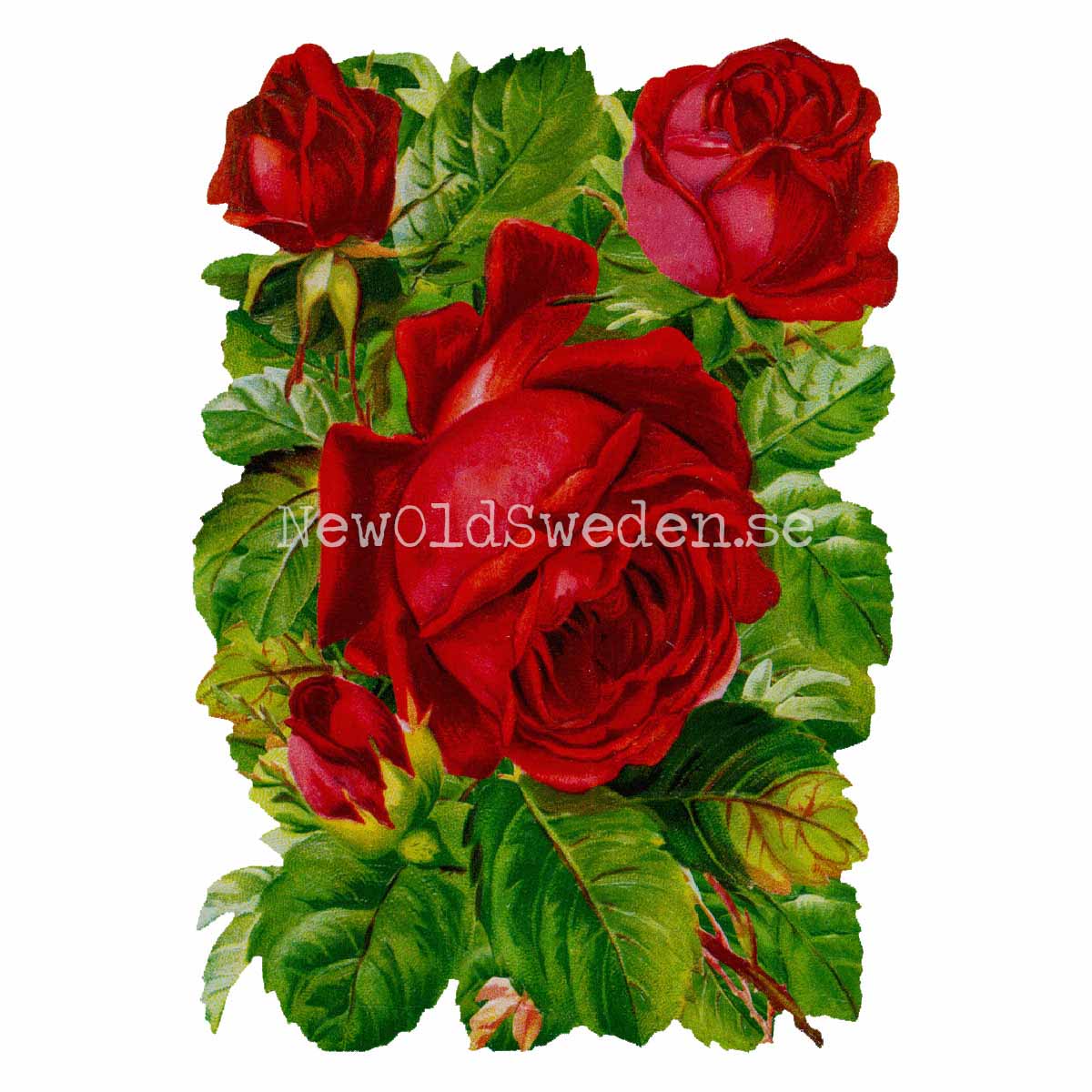 Red Roses 11.5x16.5 cm - Bokmärke © Ernst Freihoff 5103 - 3