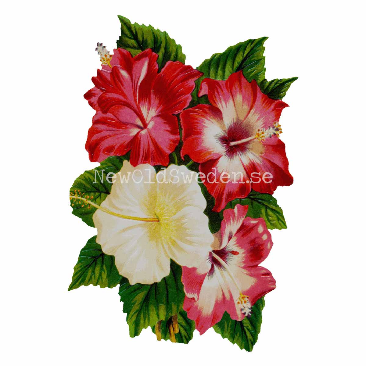Hibiscus 10.5x16.5 cm - Bokmärke © Ernst Freihoff 5104 - 3