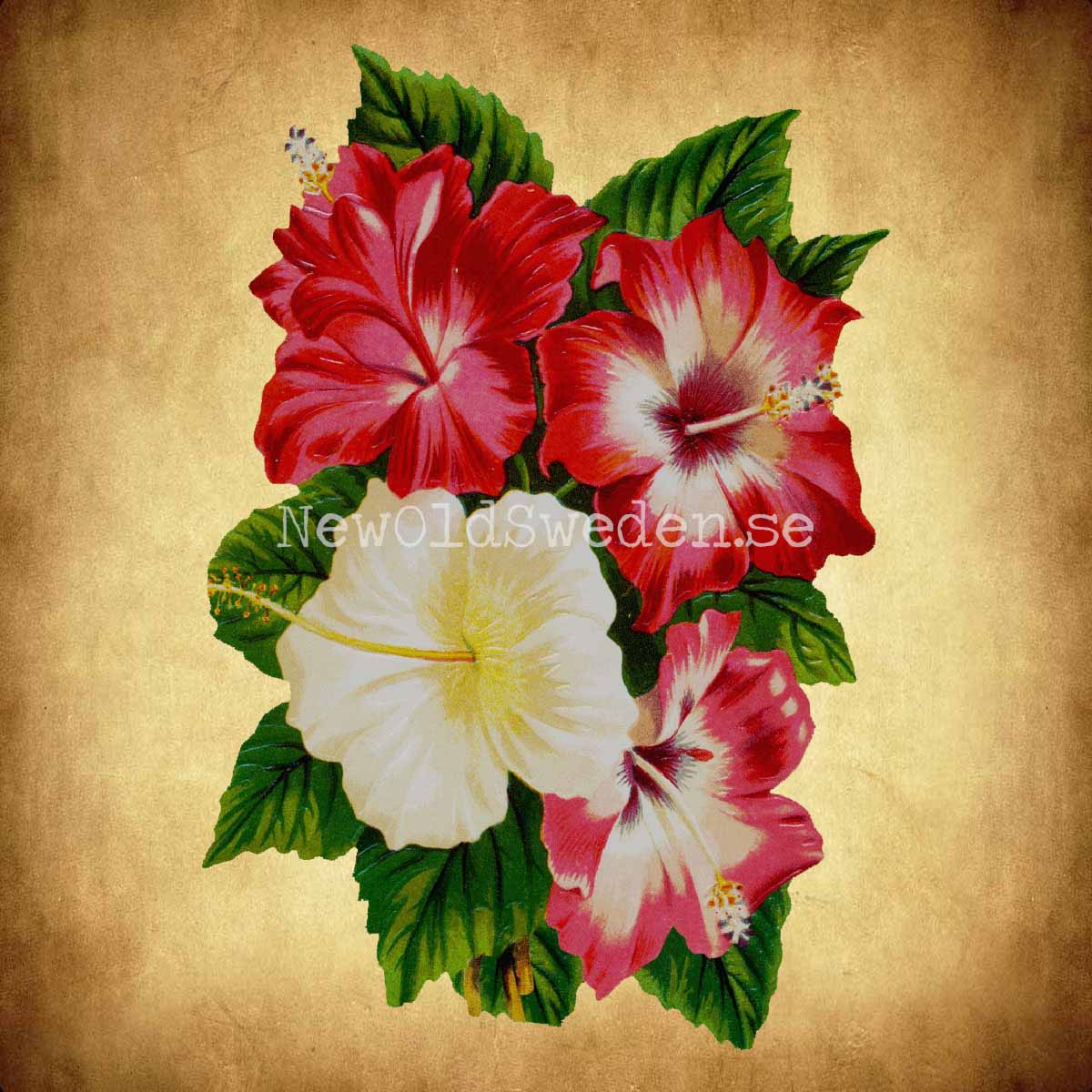 Hibiscus 10.5x16.5 cm - Bokmärke © Ernst Freihoff 5104 - 2