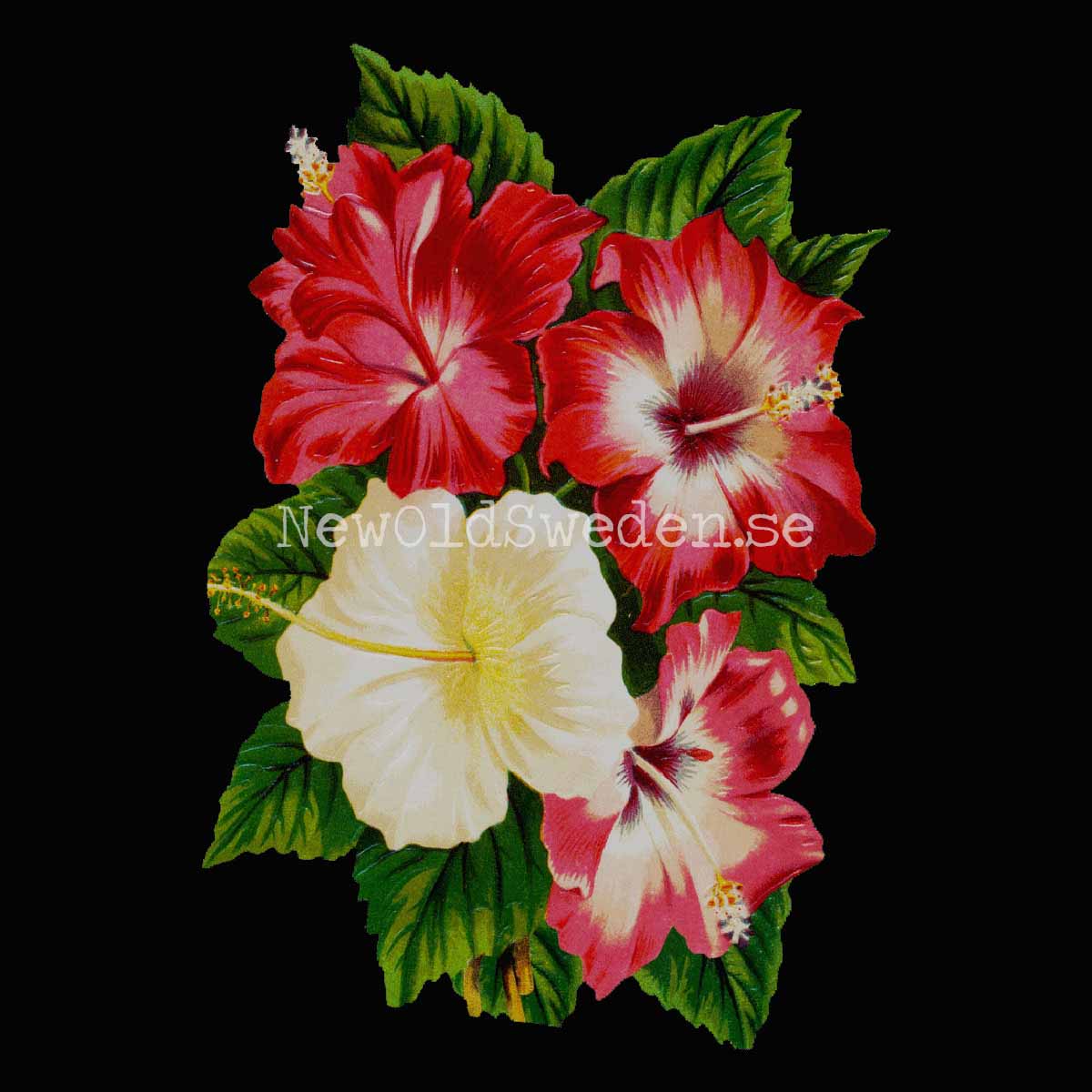 Hibiscus 10.5x16.5 cm - Bokmärke © Ernst Freihoff 5104