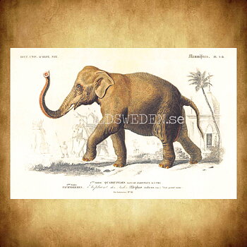 Elefant Vintage Vykort Nr: 262 - 10 x 15 cm -  432