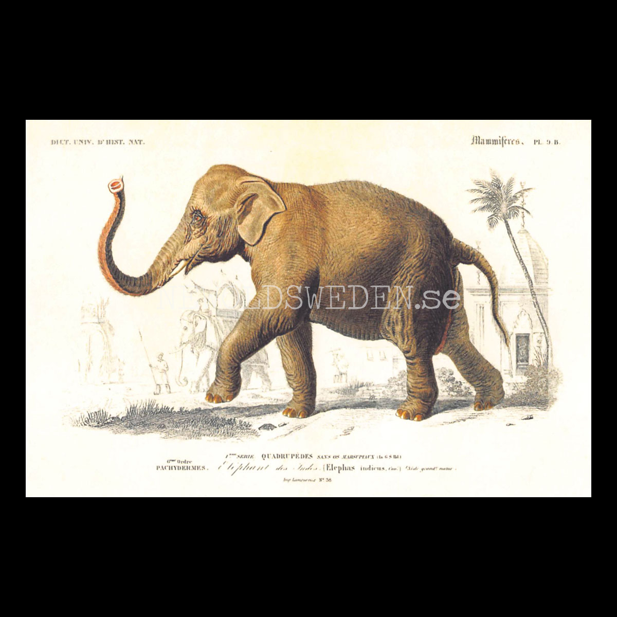 Elefant Vintage Vykort Nr: 262 - 10 x 15 cm -  432