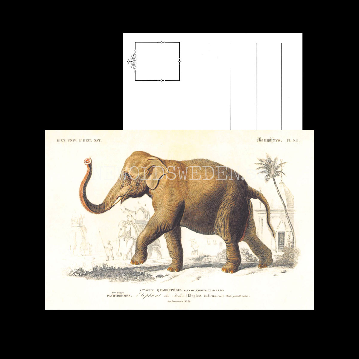 Elefant Vintage Vykort Nr: 262 - 10 x 15 cm -  432 - 3