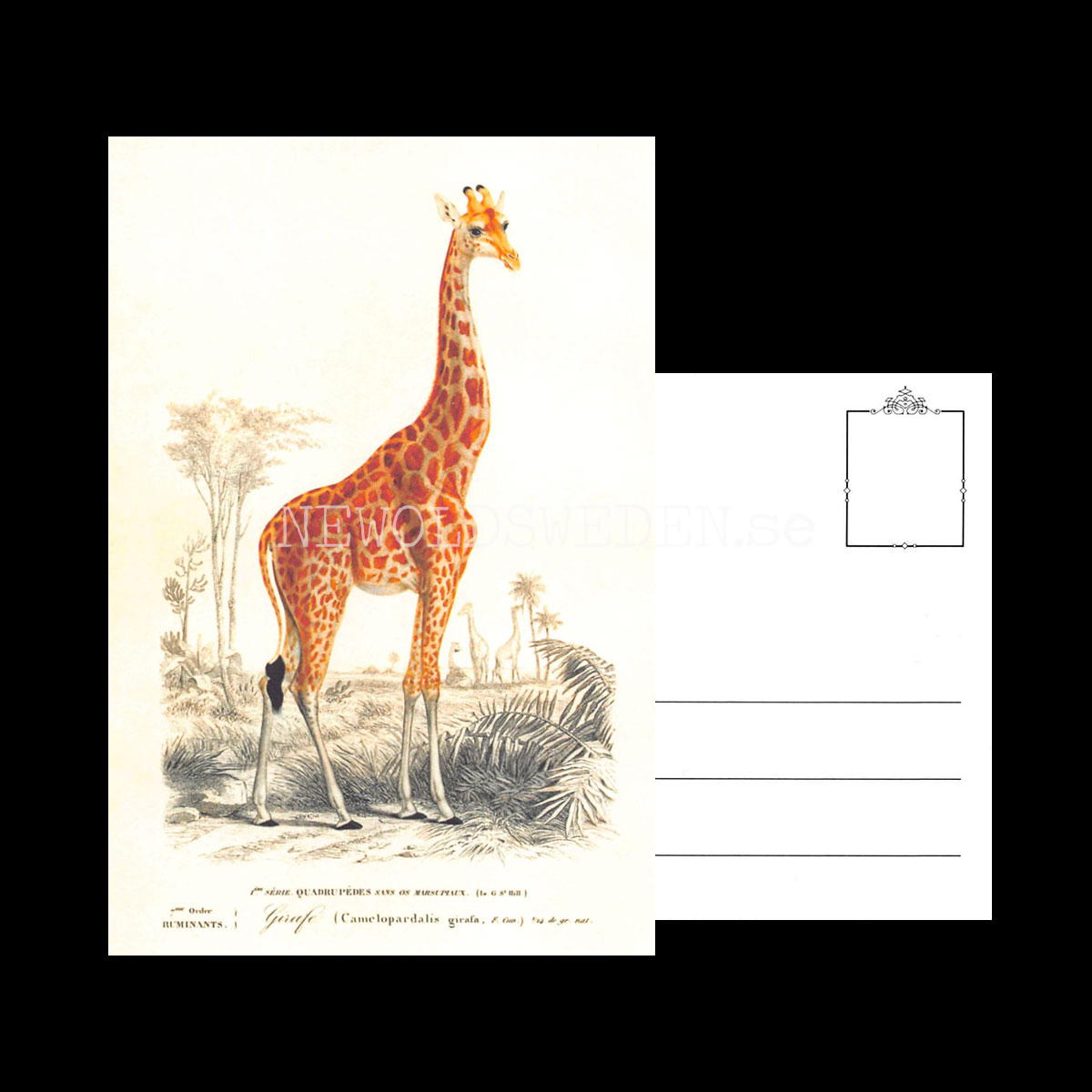 Giraff Vintage Vykort Nr: 263 - 10 x 15 cm -  433 - 3