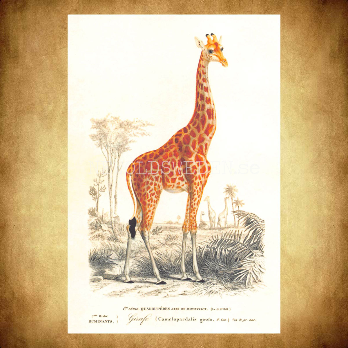 Giraff Vintage Vykort Nr: 263 - 10 x 15 cm -  433 - 2