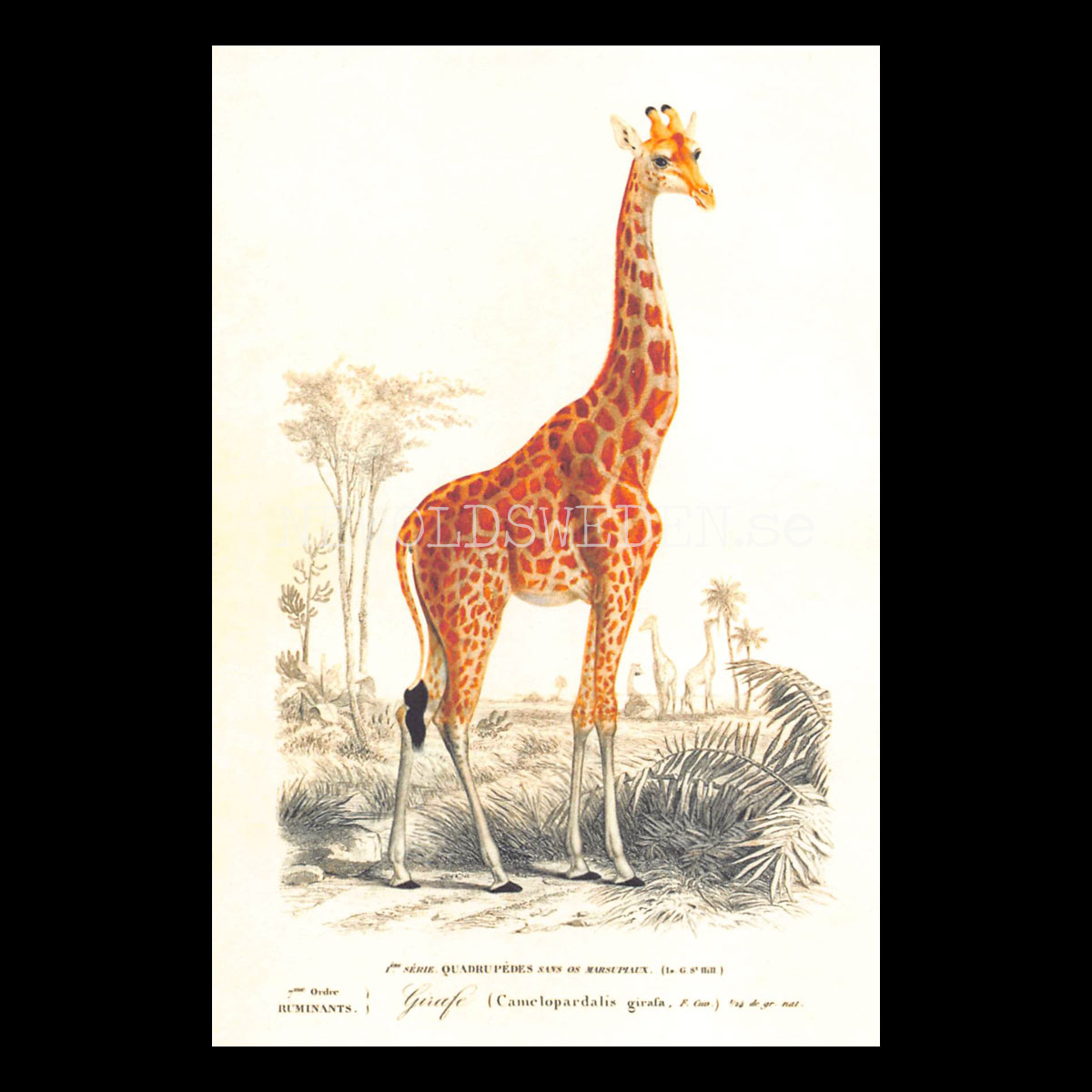 Giraff Vintage Vykort Nr: 263 - 10 x 15 cm -  433