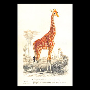 Giraff Vintage Vykort Nr: 263 - 10 x 15 cm -  433