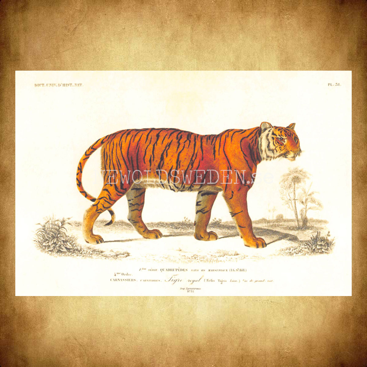 Tiger Vintage Vykort Nr: 265 - 10 x 15 cm -  432 - 2