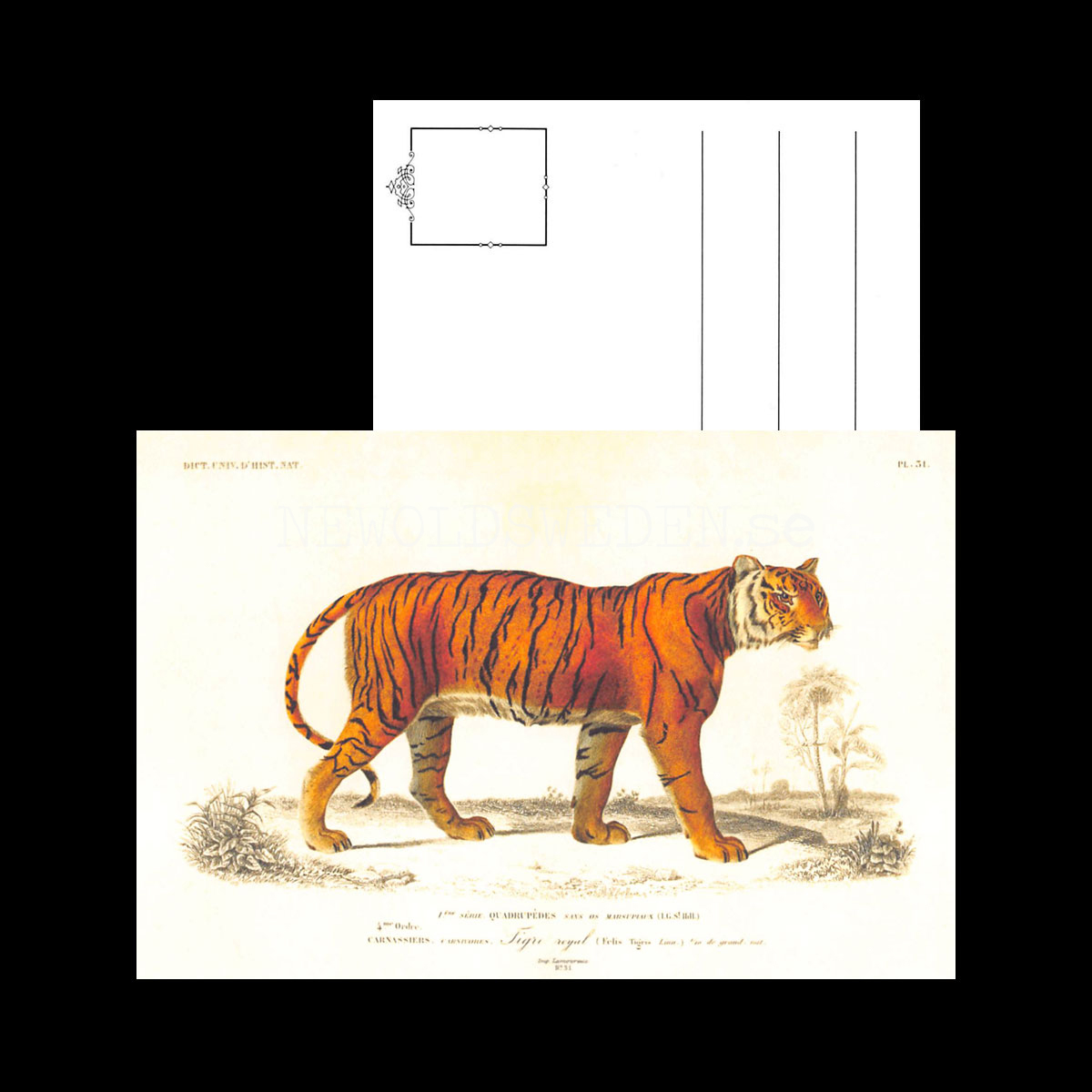 Tiger Vintage Vykort Nr: 265 - 10 x 15 cm -  432 - 3