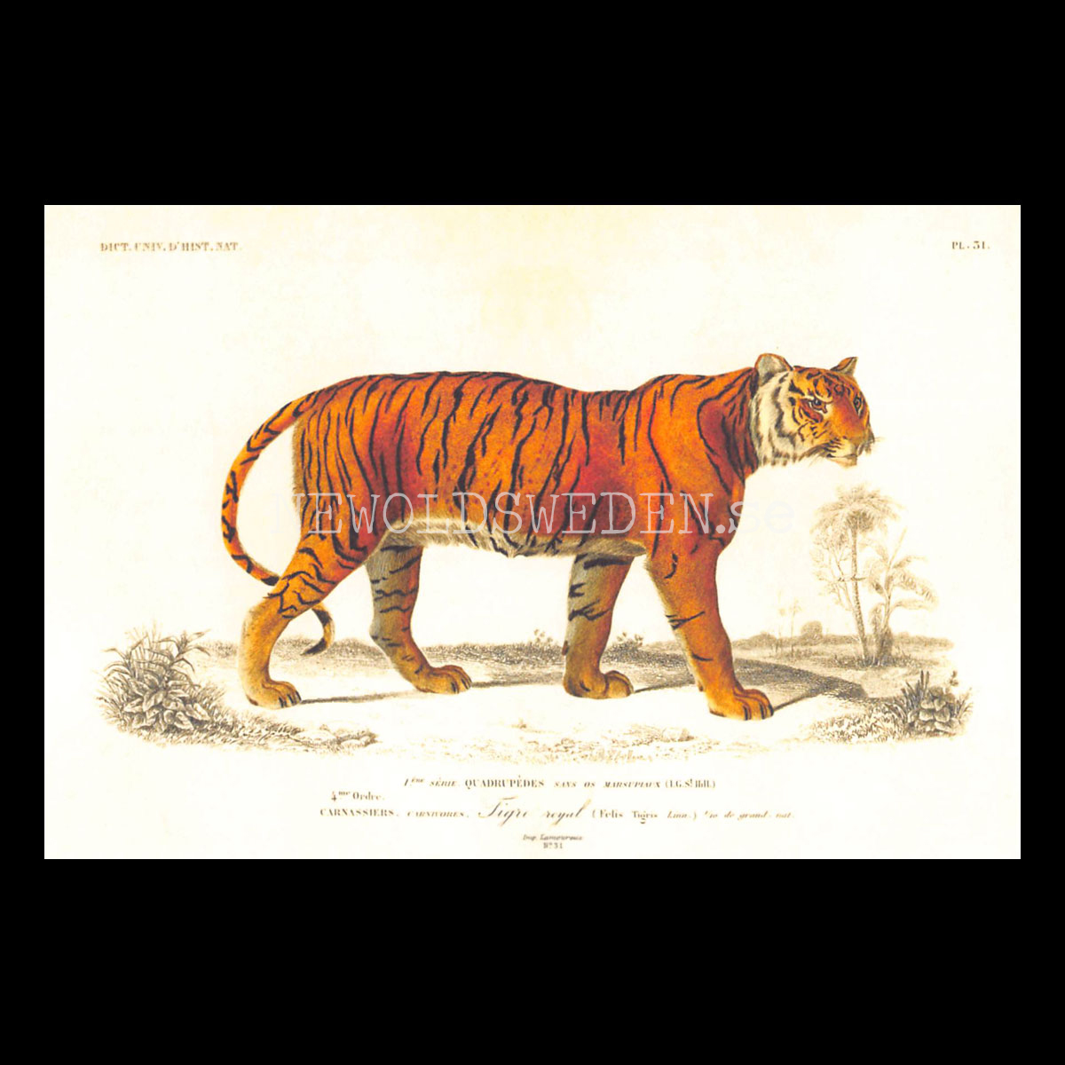 Tiger Vintage Vykort Nr: 265 - 10 x 15 cm -  432