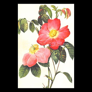 Blommor Vintage Vykort Nr: 276 - 10 x 15 cm -  432