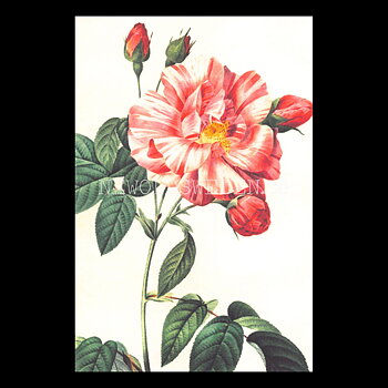 Blommor Vintage Vykort Nr: 278 - 10 x 15 cm -  432