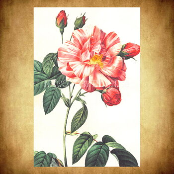 Blommor Vintage Vykort Nr: 278 - 10 x 15 cm -  432