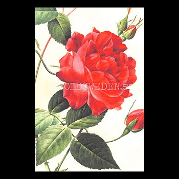 Blommor Vintage Vykort Nr: 279 - 10 x 15 cm -  432