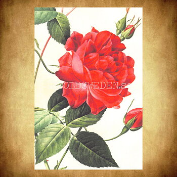 Blommor Vintage Vykort Nr: 279 - 10 x 15 cm -  432