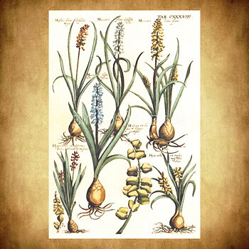 Blommor Vintage Vykort Nr: 280 - 10 x 15 cm -  432
