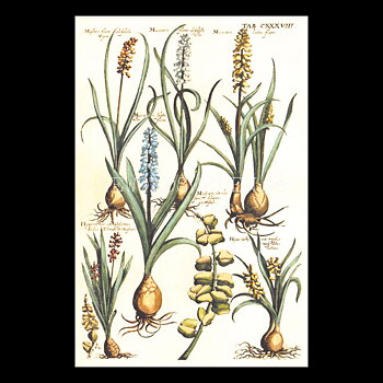 Blommor Vintage Vykort Nr: 280 - 10 x 15 cm -  432
