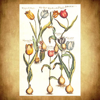 Blommor Vintage Vykort Nr: 281 - 10 x 15 cm -  432