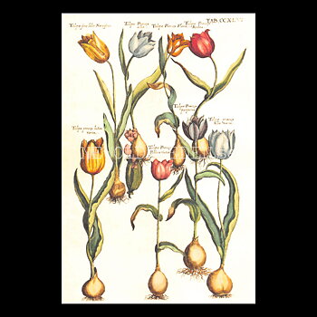 Blommor Vintage Vykort Nr: 281 - 10 x 15 cm -  432