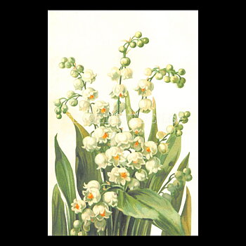 Blommor Vintage Vykort Nr: 294 - 10 x 15 cm -  434