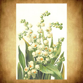 Blommor Vintage Vykort Nr: 294 - 10 x 15 cm -  434