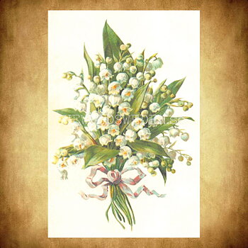 Blommor Vintage Vykort Nr: 295 - 10 x 15 cm - 434