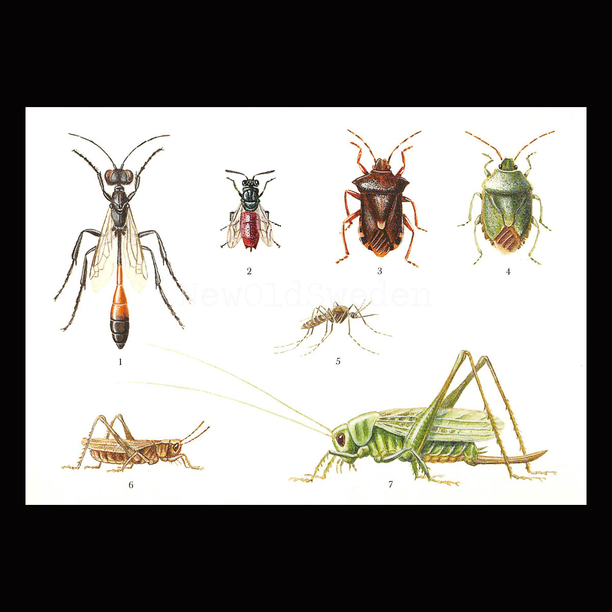 Insekter Lars Klinting - Vykort - 405
