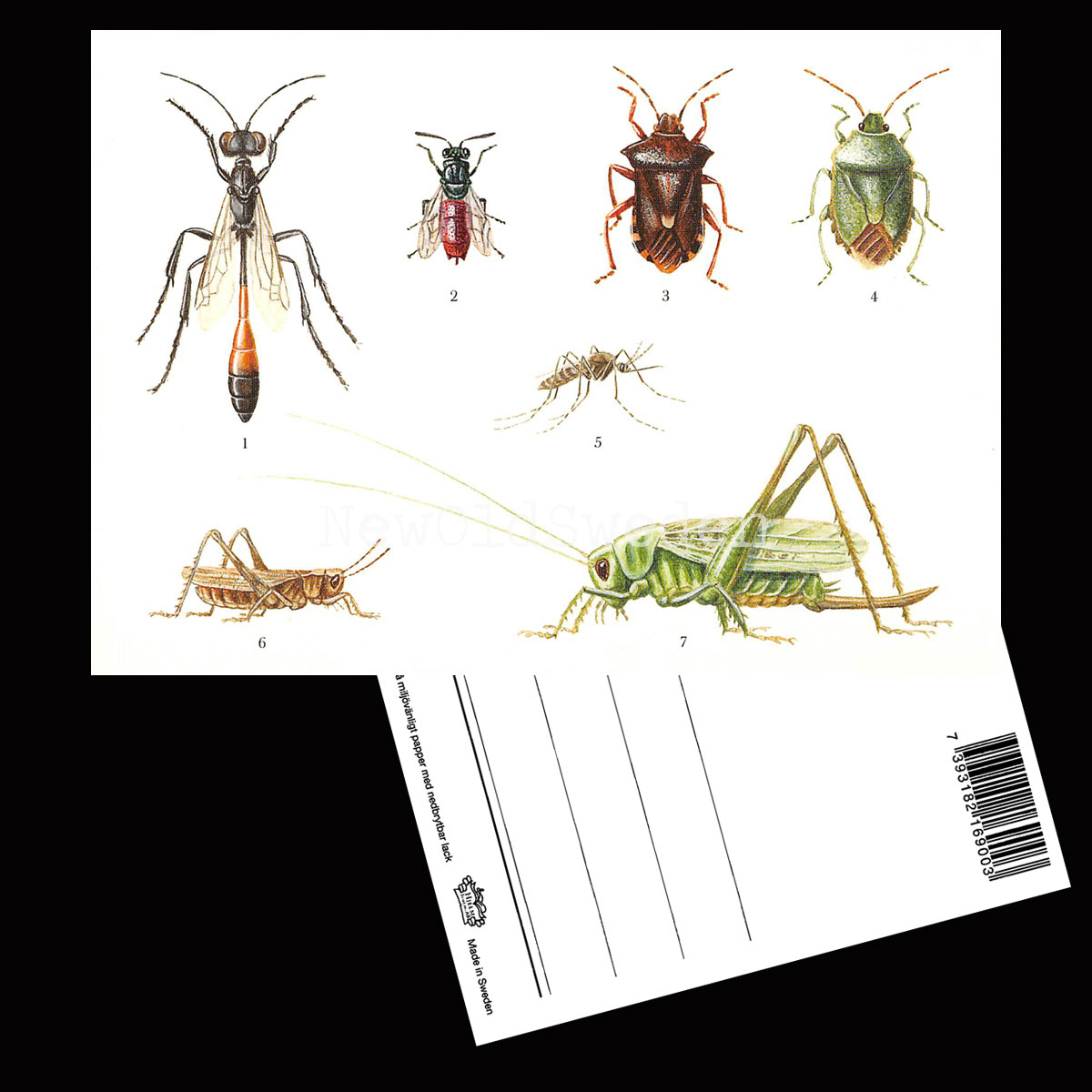 Insekter Lars Klinting - Vykort - 405 - 2