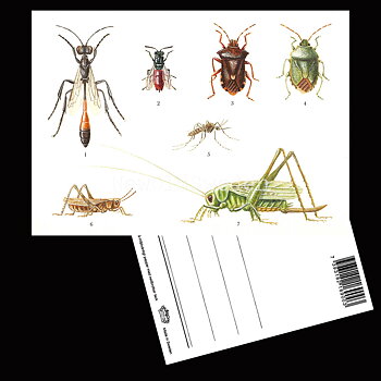 Insekter Lars Klinting - Vykort - 405