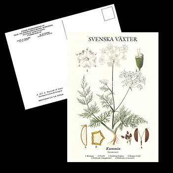 KUMMIN VYKORT SKOLPLANSCH - B50