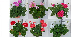 Pelargon Zonale12 cm