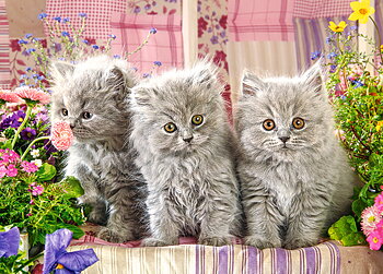 Three Grey Kittens, 260-bitarspussel (B-27491)