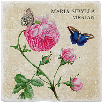 Marmorplatta, Rosa rosor och fjärilar, Maria Sibylla Merian