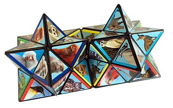 Starcube Wildlife