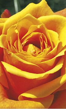 Magnetbogmærke, Gul rose