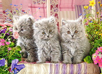 Three Grey Kittens, puslespil med 300 brikker (B-030330)
