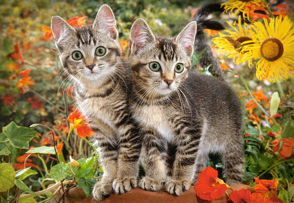 Kitten Buddies, puslespil med 1500 brikker (C-151899)