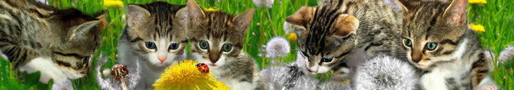 Panoramakort, Katter och maskrosor (TIE041/10049041)