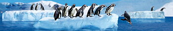 Panoramakort, Pingviner (TIE010/10049010)