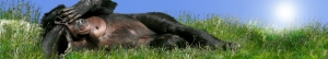 Panoramakort, Liggende gorilla (TIE047)