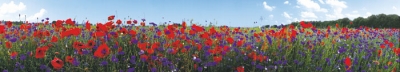 Panoramakort, Blommor, röda och blå på äng (ALG007)