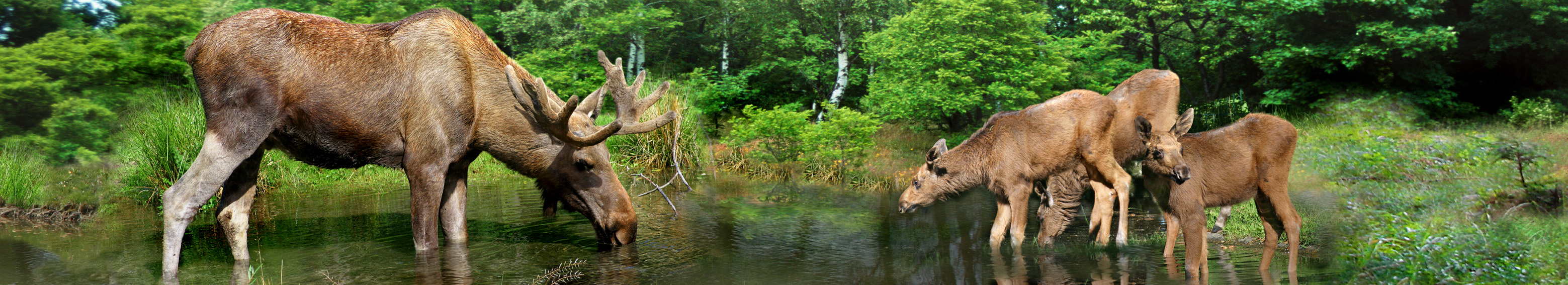Panoramakort, Älgar (SWE001/10106002)
