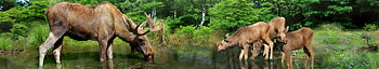 Panoramakort, Älgar (SWE001/10106002)