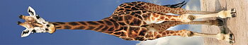 Panoramakort, Giraff (lodrätt motiv) (TIE066/10049066)